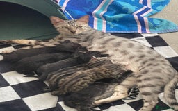 Bengal cats for sale: Female bengal cat - Image 5