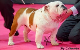 English Bulldog dogs for sale: Champion sired female bulldog for sale  - Image 8