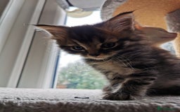 Mixed Breed cats for sale: Mixed breed Turkish Angora fluffy kittens - Image 16