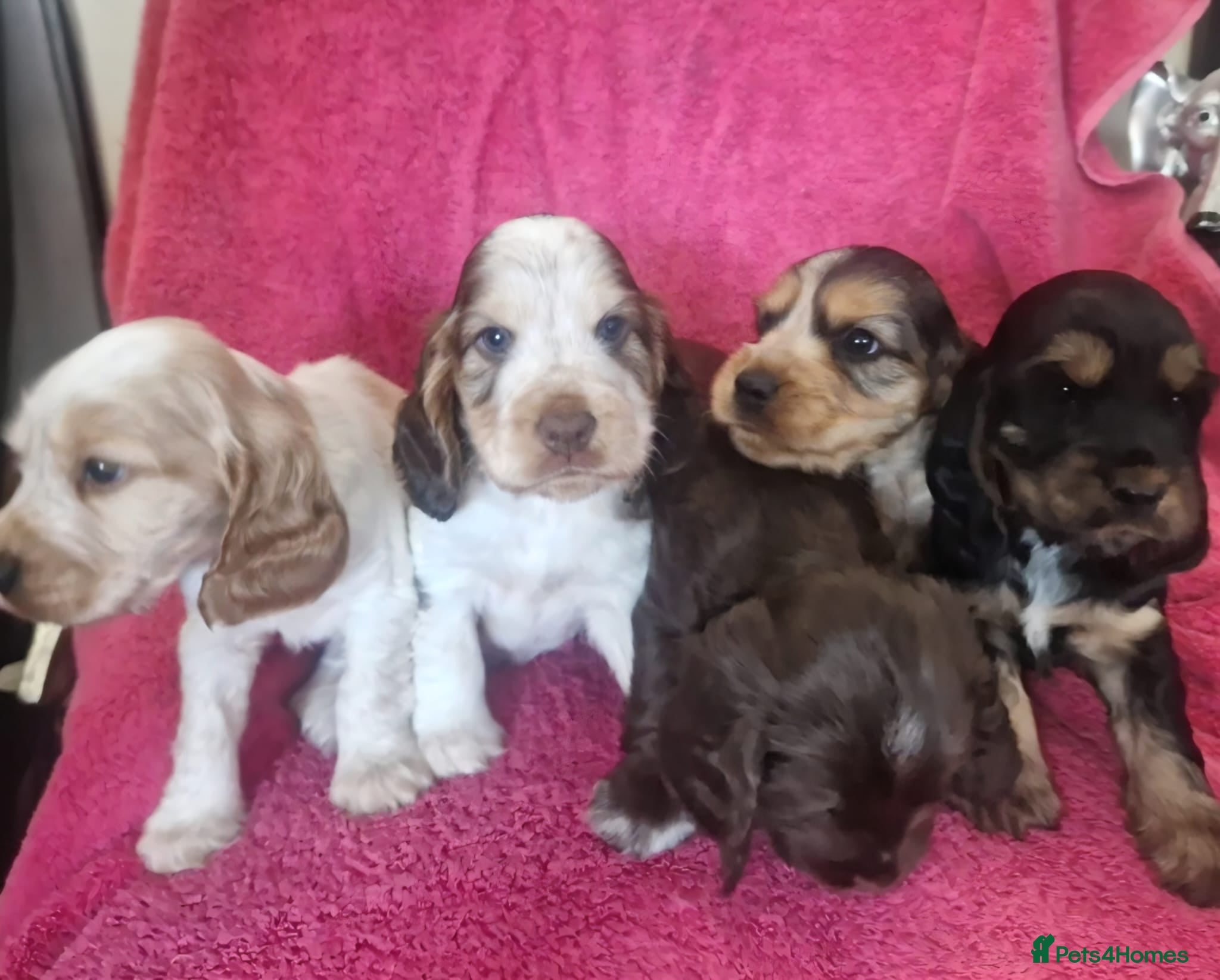 Cocker Spaniel dogs Gorgeous KC Health Tested Show Pups - Advert 1