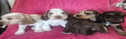 Cocker Spaniel dogs for sale: Gorgeous KC Health Tested Show Pups - Advert 9