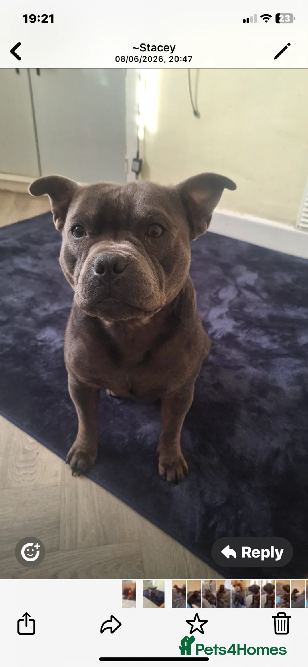 Staffordshire Bull Terrier dogs for sale: Staff puppies  - Advert 11