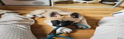 Akita dogs for sale: KC Registered American Akita male puppy 12 weeks in Edinburgh - Advert 7