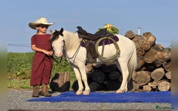 American Quarter horses for sale: Trustworthy Reliable 5 Yr Old Black and White  - Image 3