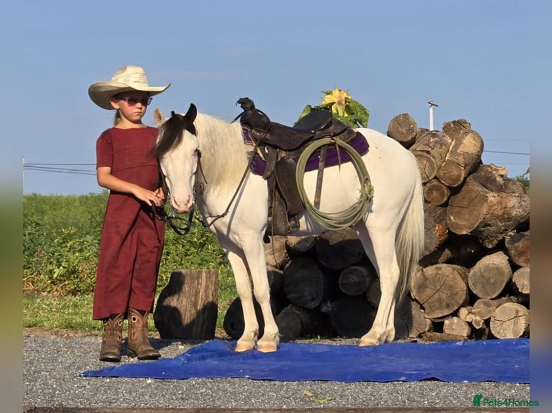American Quarter horses for sale: Trustworthy Reliable 5 Yr Old Black and White  - Image 3