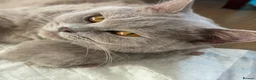 British Shorthair cats for sale: 100% Champion BSH kittens Rare colours  - Advert 6