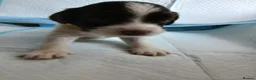 English Springer Spaniel dogs for sale: 8 x Healthy Springer Spaniel pups,ready 15/06/26 - Advert 7