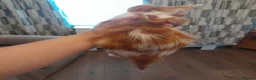 Mixed Breed cats for sale: Ginger and white boy - Advert 4