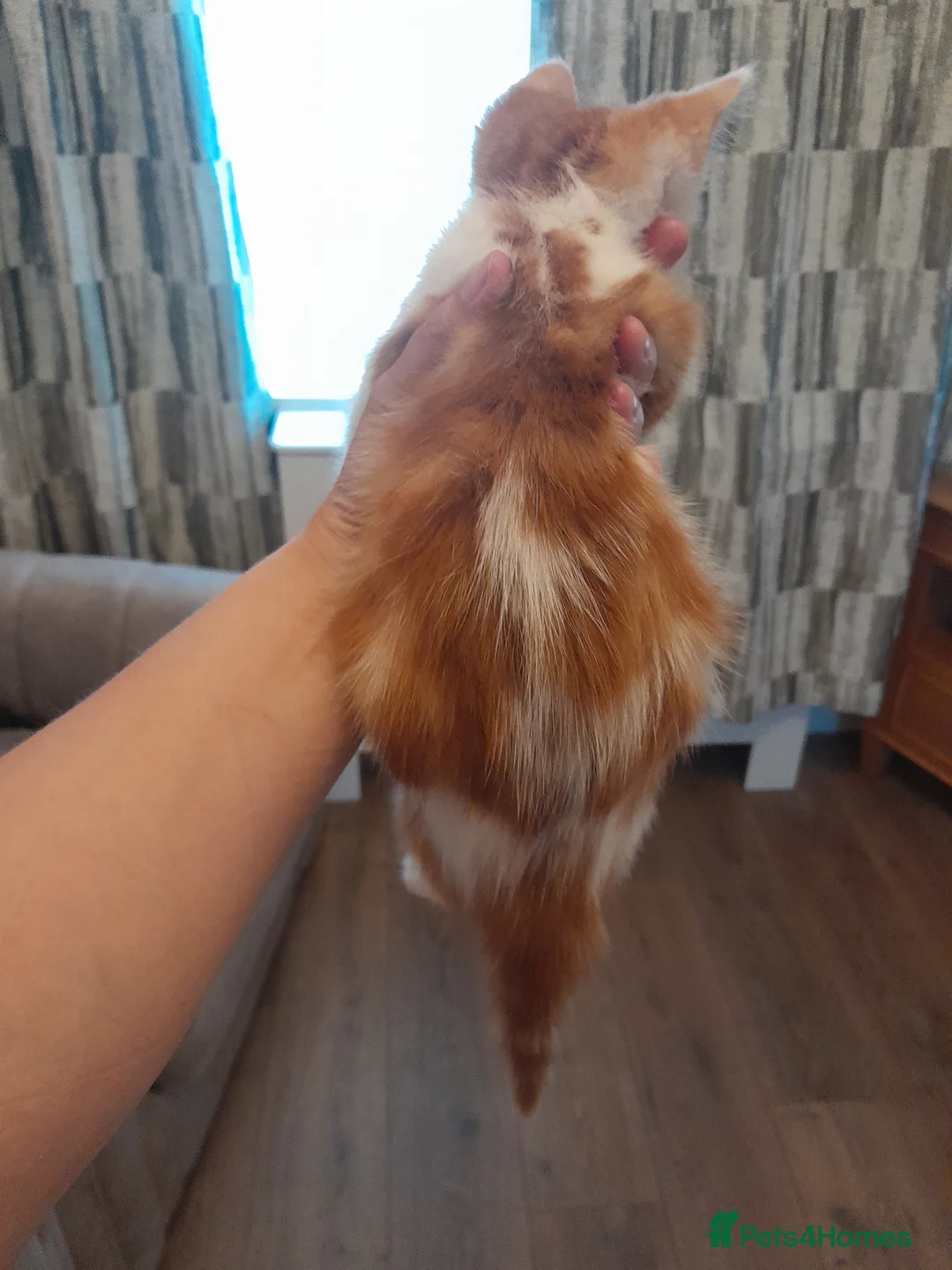 Mixed Breed cats for sale: Ginger and white boy - Advert 4