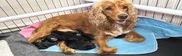 Cocker Spaniel dogs for sale: Beautiful cocker spaniel  - Advert 11