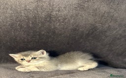 British Shorthair cats for sale: TICA Chunky Golden/Blue Golden BritishSH kittens  - Image 18