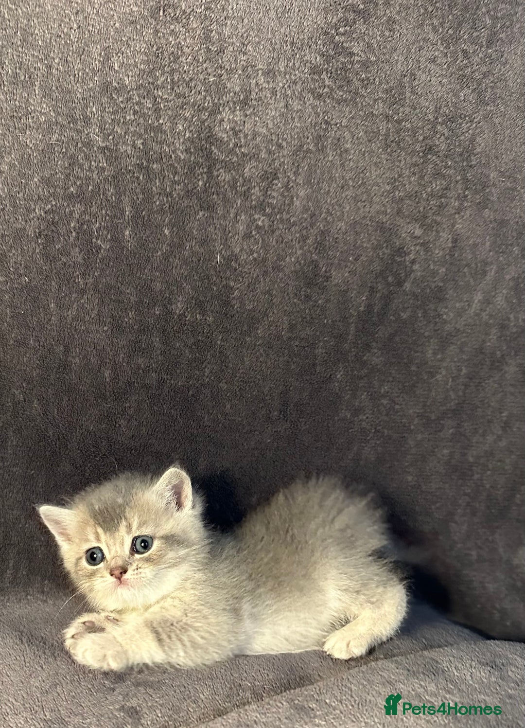 British Shorthair cats for sale: TICA Chunky Golden/Blue Golden BritishSH kittens  - Image 18