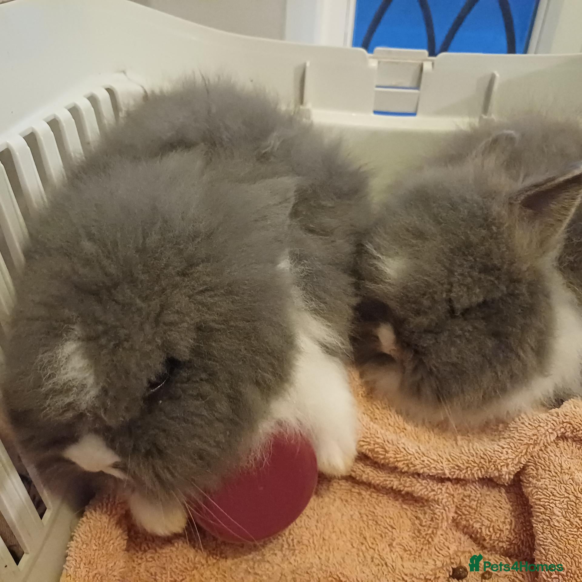 Lionhead rabbits Double main lionhead baby rabbits  - Advert 20