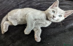 Russian Blue cats for sale: Pedigree TICA Registered kittens - Image 6