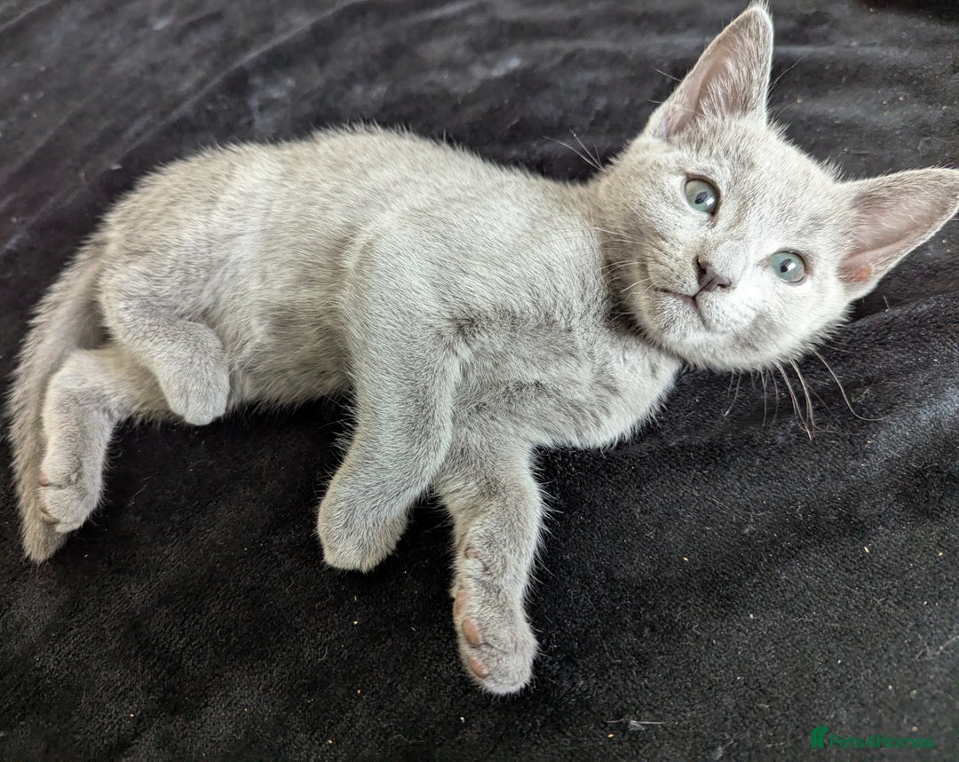 Russian Blue cats for sale: Pedigree TICA Registered kittens - Image 6