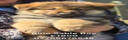 German Shepherd dogs for sale: German Shepherd Puppies Homebred Ready To View Now - Advert 2