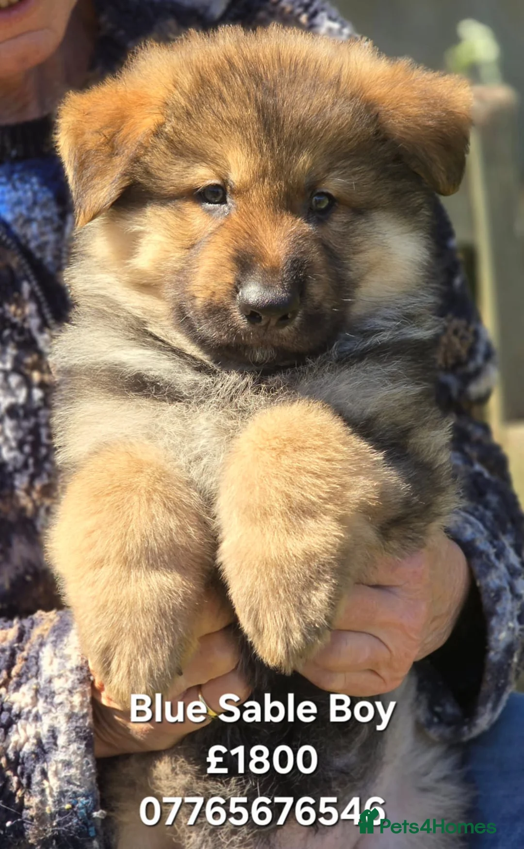 German Shepherd dogs for sale: German Shepherd Puppies Homebred Ready To View Now - Advert 2