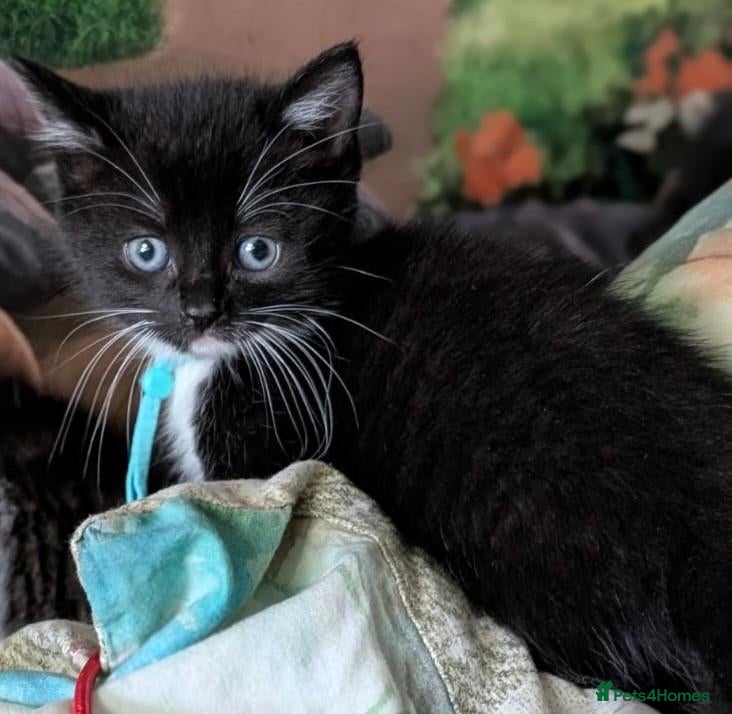 Domestic Shorthair cats Domestic Shorthair Kittens last one. - Advert 1