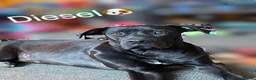 Mixed Breed dogs for sale: Cane corso male  - Advert 1