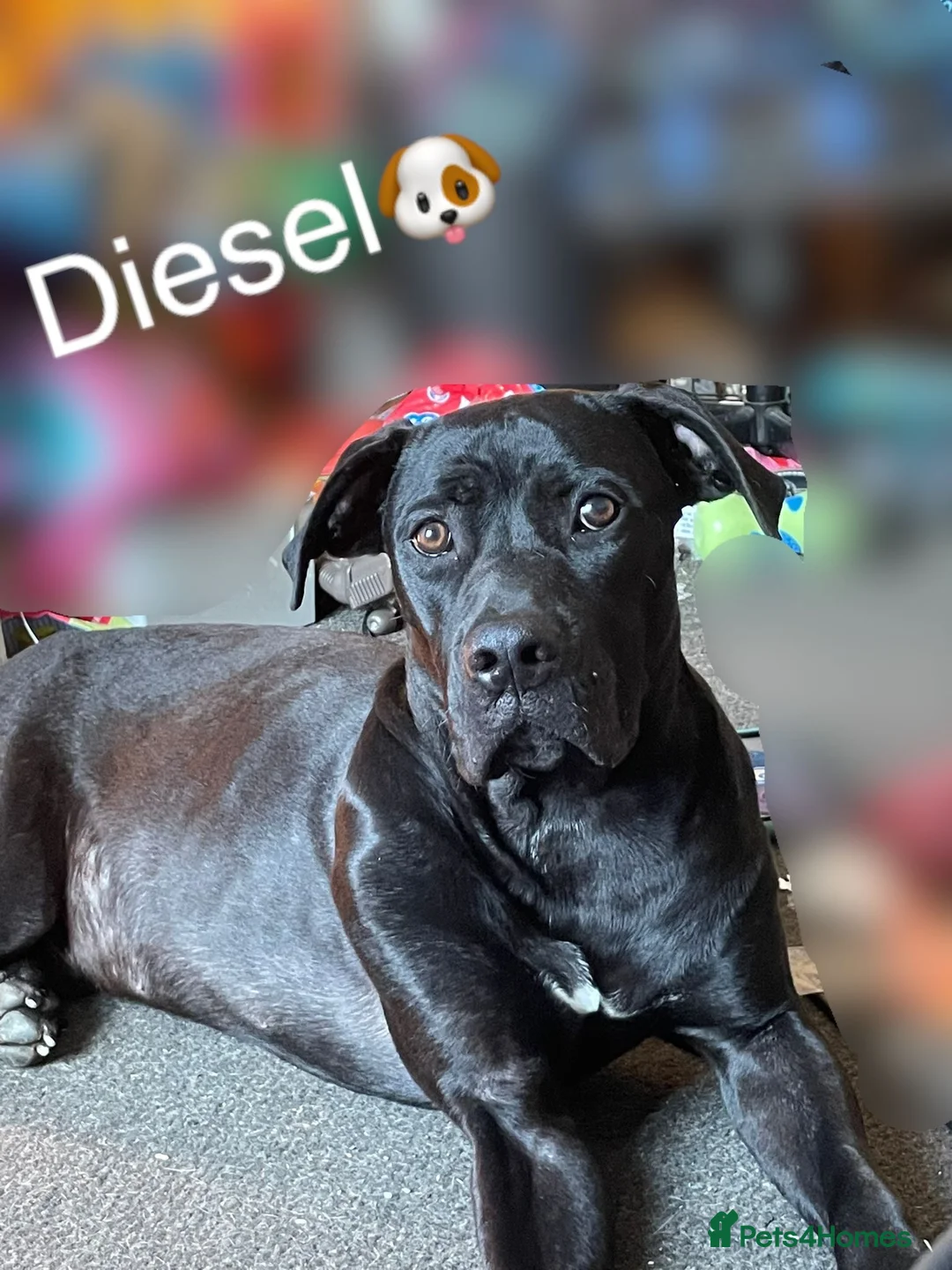 Mixed Breed dogs for sale: Cane corso male  - Advert 1