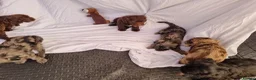 Cockapoo dogs for sale: Cockerpoo pups  - Advert 8