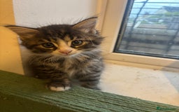 Mixed Breed cats for sale: Kittens - Image 2