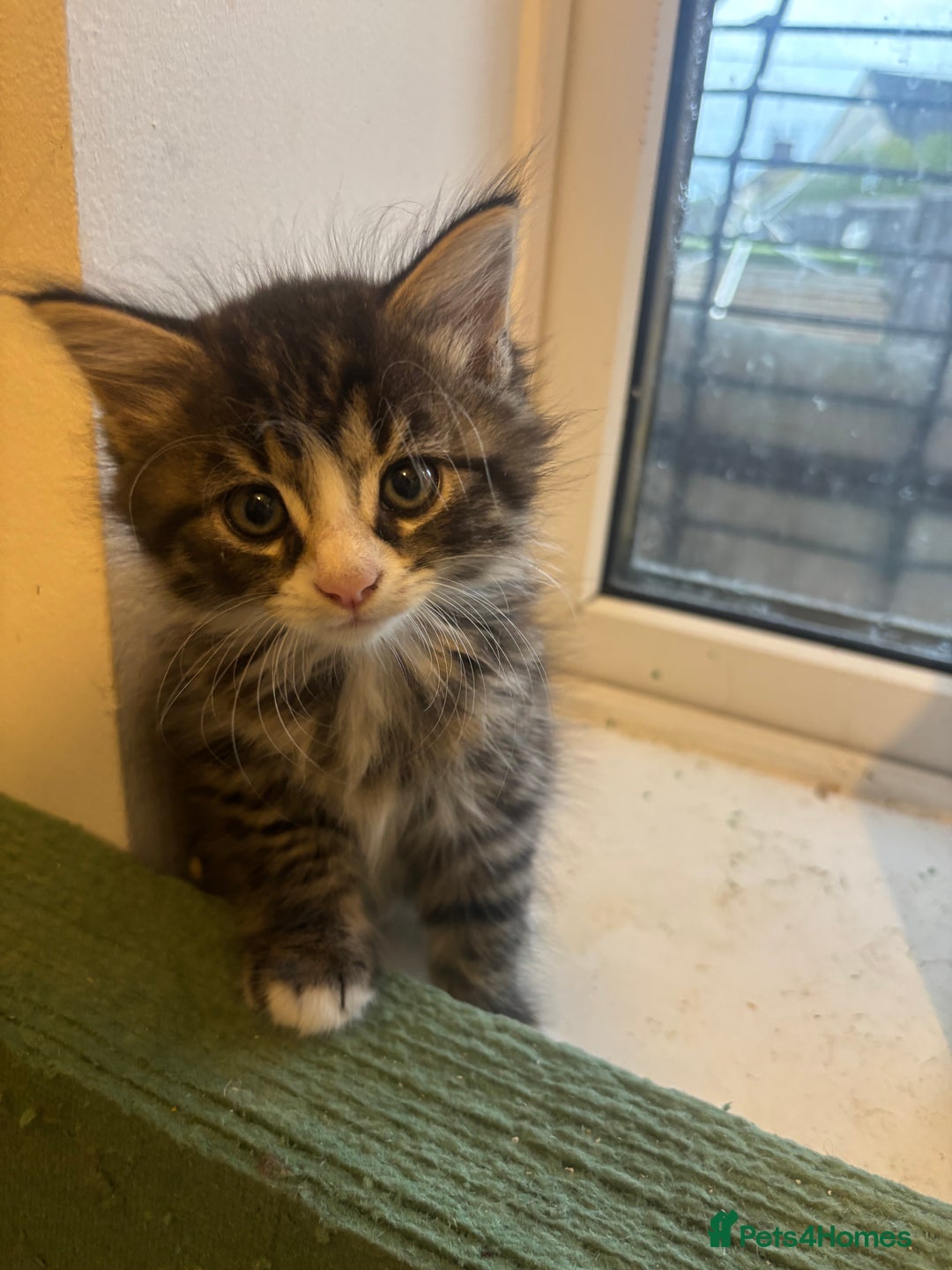 Mixed Breed cats for sale: Kittens - Image 2