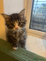 Mixed Breed cats - Advert 8