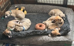 Whippet dogs for sale: 2 Super Smart Whippet boys available - Image 9