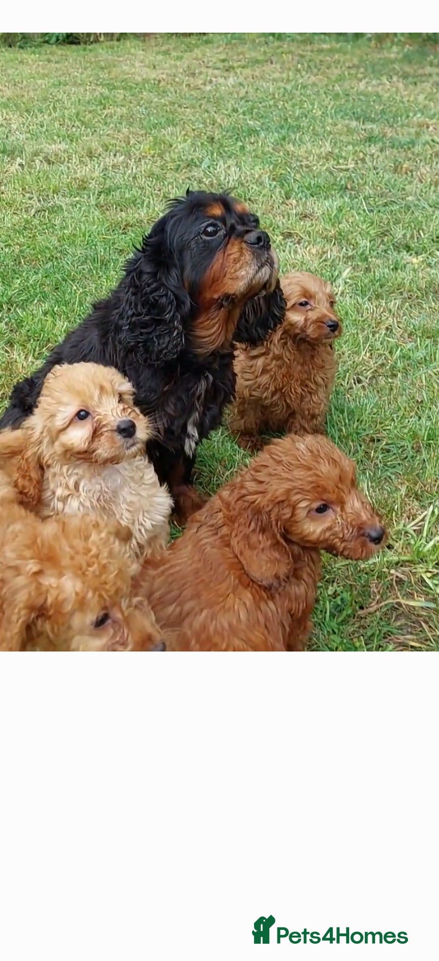 Cavapoo dogs for sale:  Extensively Health Tested Fox Red Toy Cavapoo - Advert 2