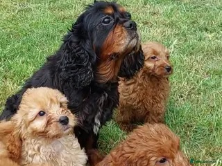 Cavapoo dogs Extensively Health Tested Fox Red Toy Cavapoo - Advert 17