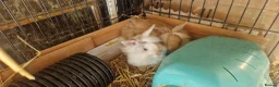 Lionhead rabbits for sale: Lovely tempered little lionhead babies- m and f - Advert 24