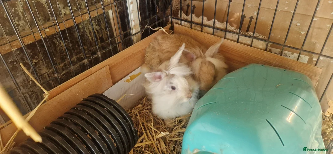 Lionhead rabbits for sale: Lovely tempered little lionhead babies- m and f - Advert 24