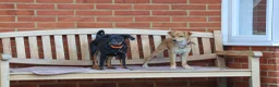 Mixed Breed dogs for adoption: Lovely Little Lotus - Advert 14
