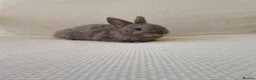 Mixed Breed rabbits for sale: Lilac Netherland cross in Newport - Advert 3
