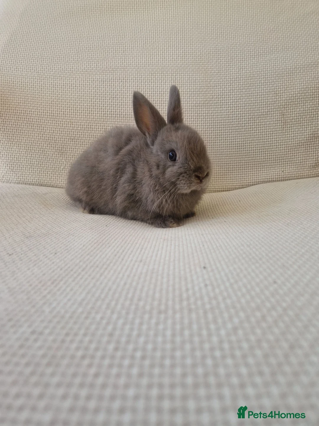 Mixed Breed rabbits for sale: Lilac Netherland cross in Newport - Advert 3