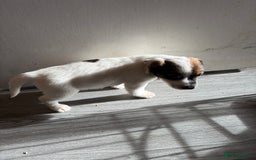 Jack Russell dogs for sale: 3 stunning Jack Russell’s  - Image 7