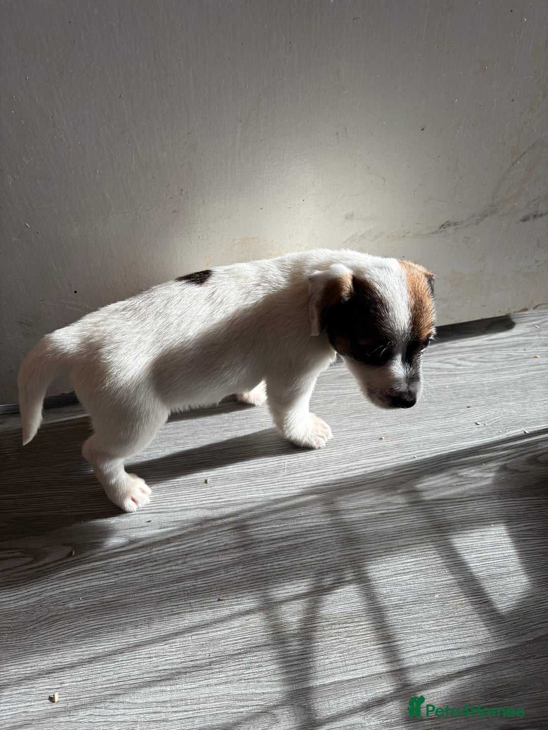 Jack Russell dogs for sale: 3 stunning Jack Russell’s  - Image 7