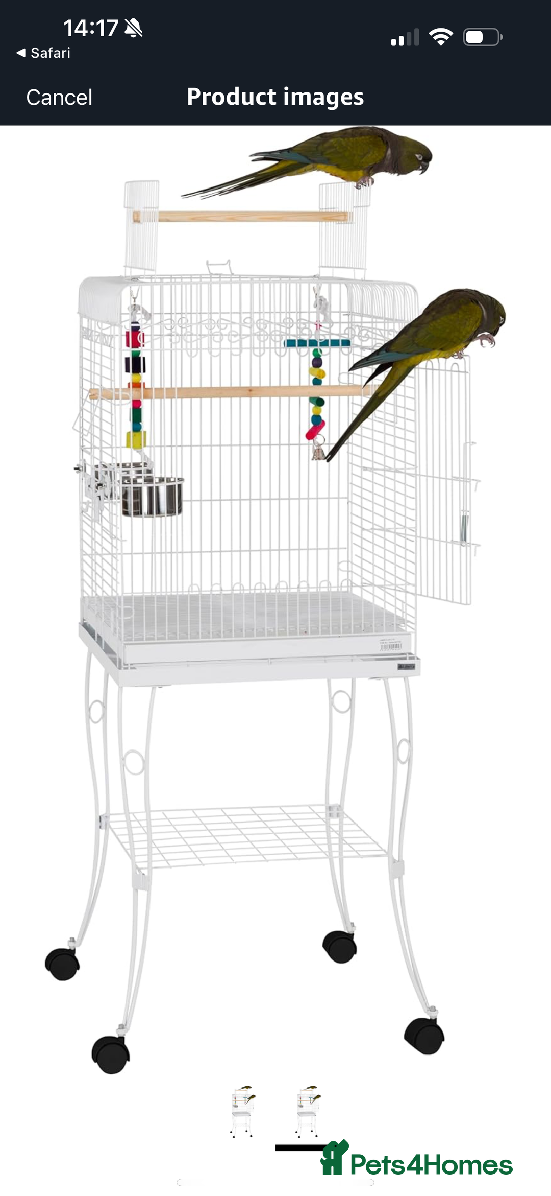 Cockatiels birds for sale: Male and Female pair of cockatiels  - Advert 5