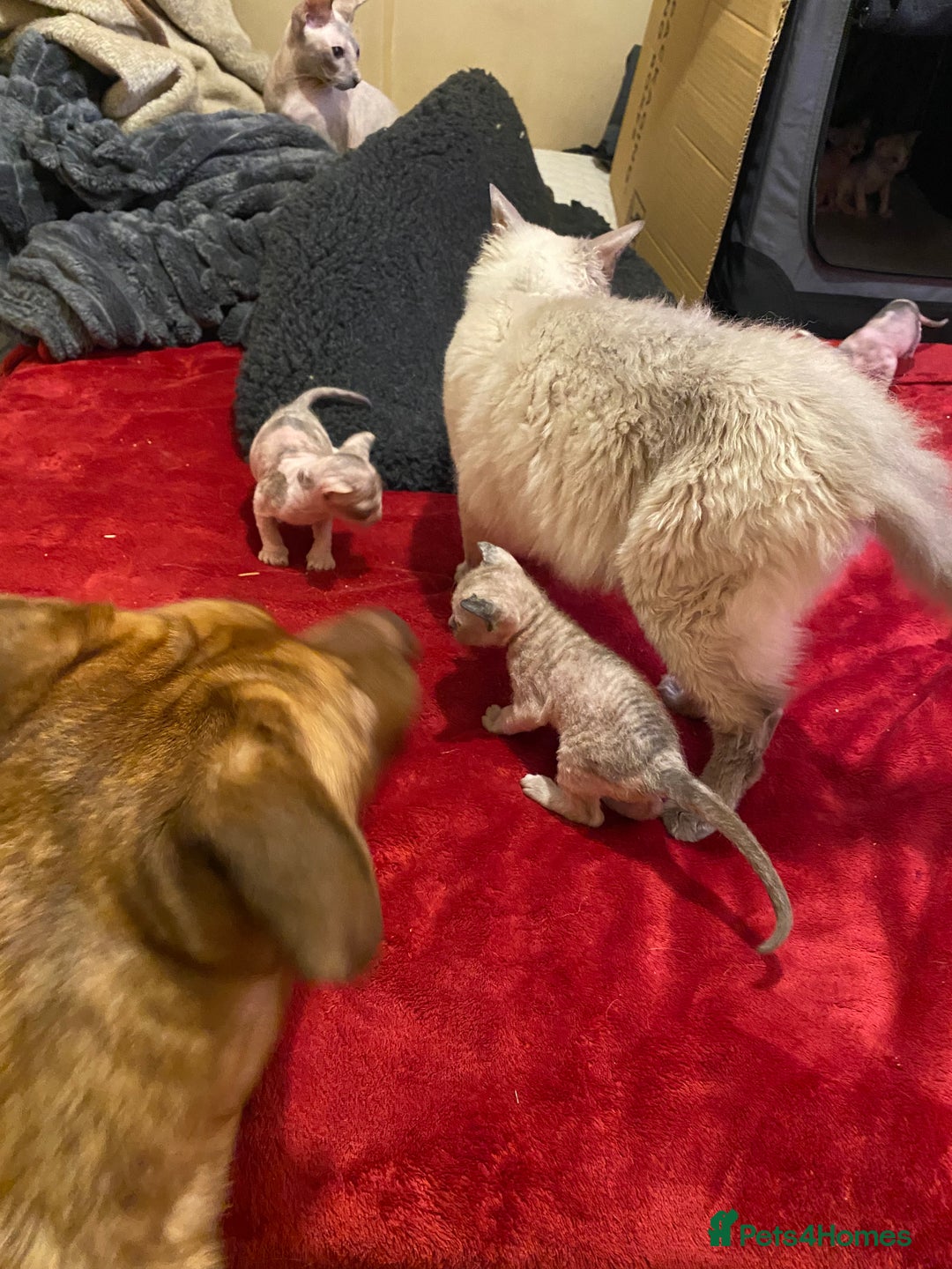 Sphynx cats for sale: Truly unique sphinx kittens 😍🥰🥰 - Advert 3