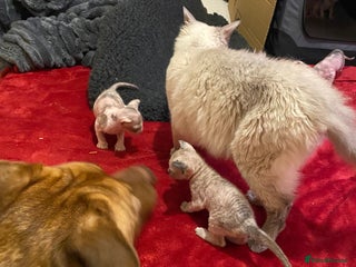 Sphynx cats Sphynx kittens 😍🥰🥰 - Advert 3