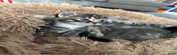 Mixed Breed cats for sale: Beautiful litter of four kittens  in Kinross - Advert 14