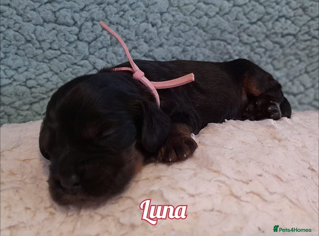 Cocker Spaniel dogs for sale: Stunning Show Cocker Spaniels - Advert 6