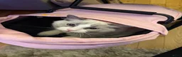 Ragdoll cats for sale: Bonded ragdoll kittens stunning blue eyed males in Birmingham - Advert 5
