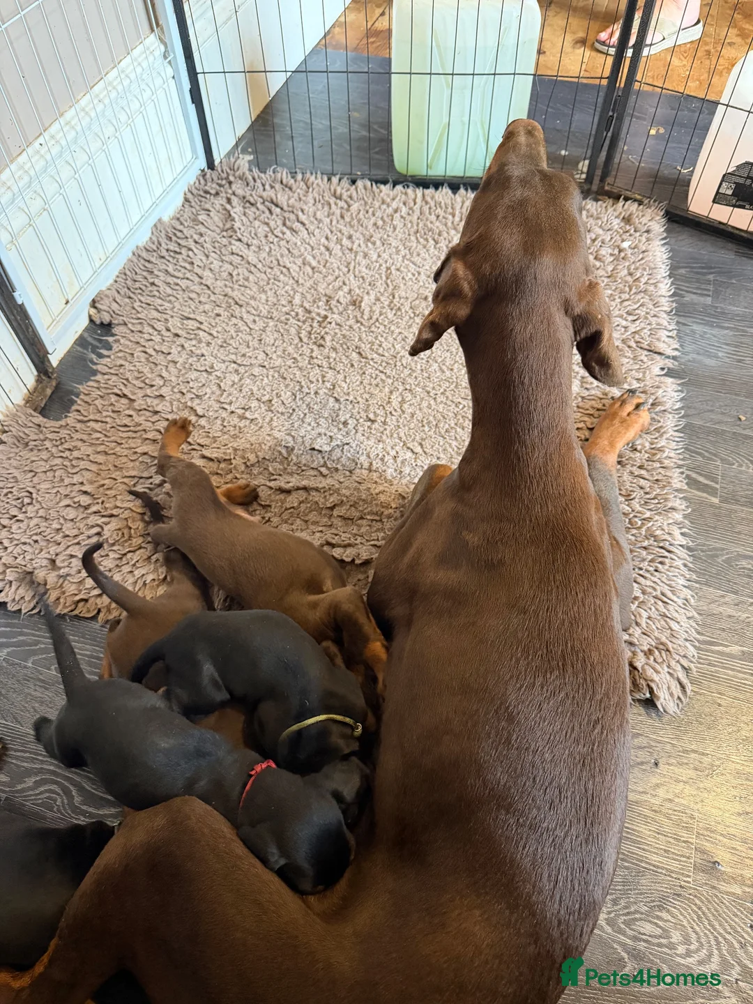 Dobermann dogs for sale: Doberman puppies boys only - Advert 1