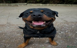 Rottweiler dogs for sale: Male Rottweiler 2 years old  - Image 5