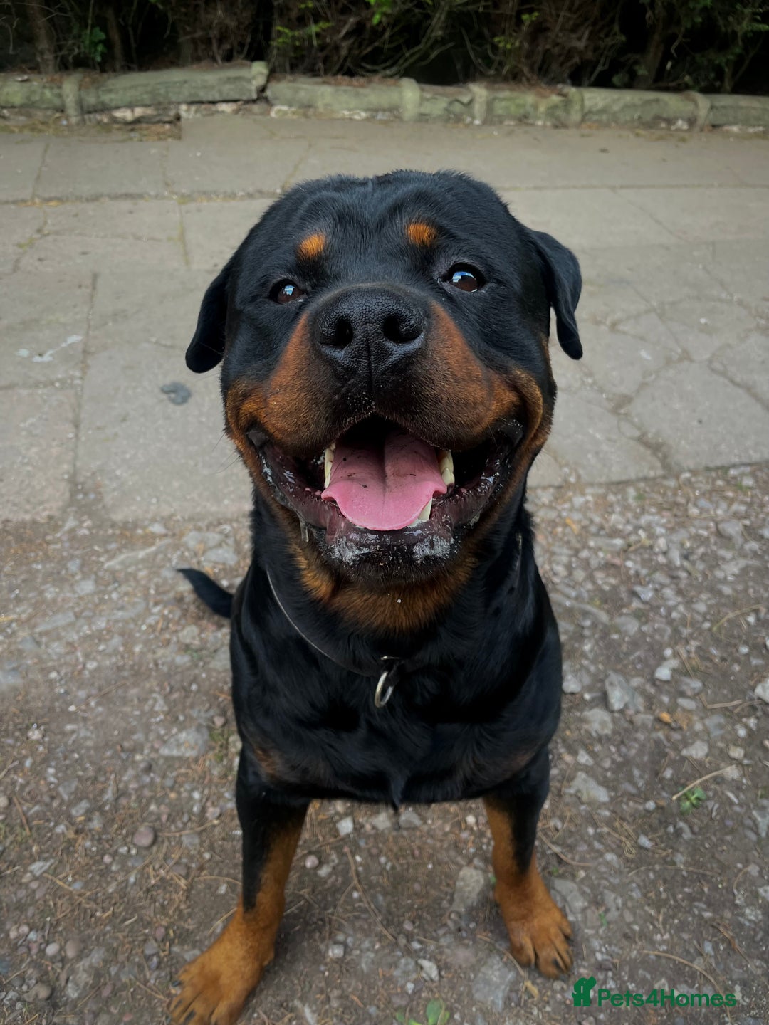 Rottweiler dogs for sale: Male Rottweiler 2 years old  - Image 5