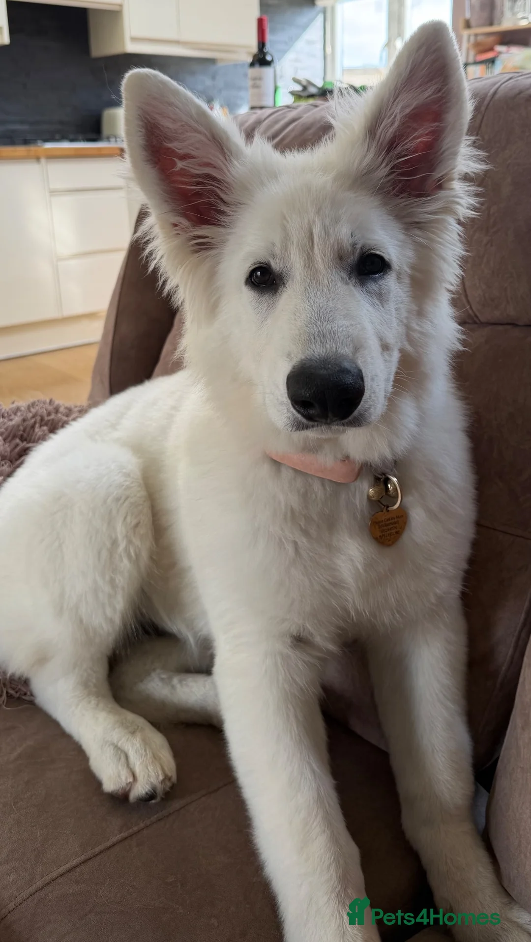 White Swiss Shepherd dogs for sale: White Swiss Shepherd  - Advert 5