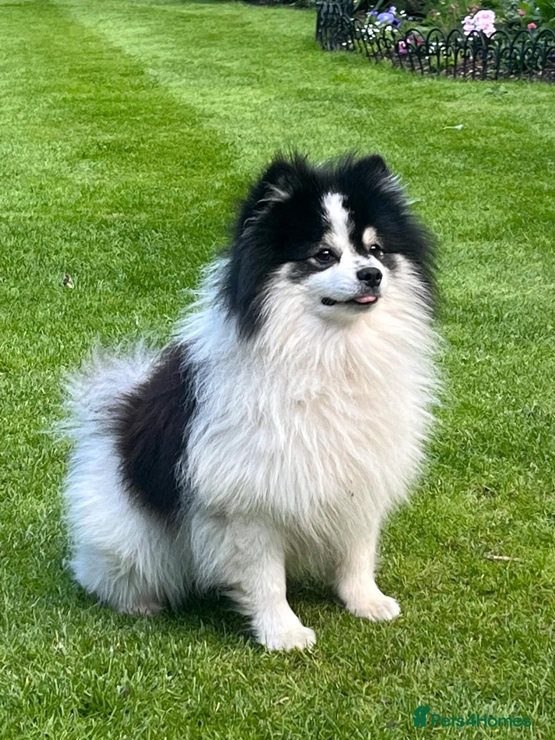 German Spitz dogs for stud: German spitz klein for stud in Woking - Advert 8