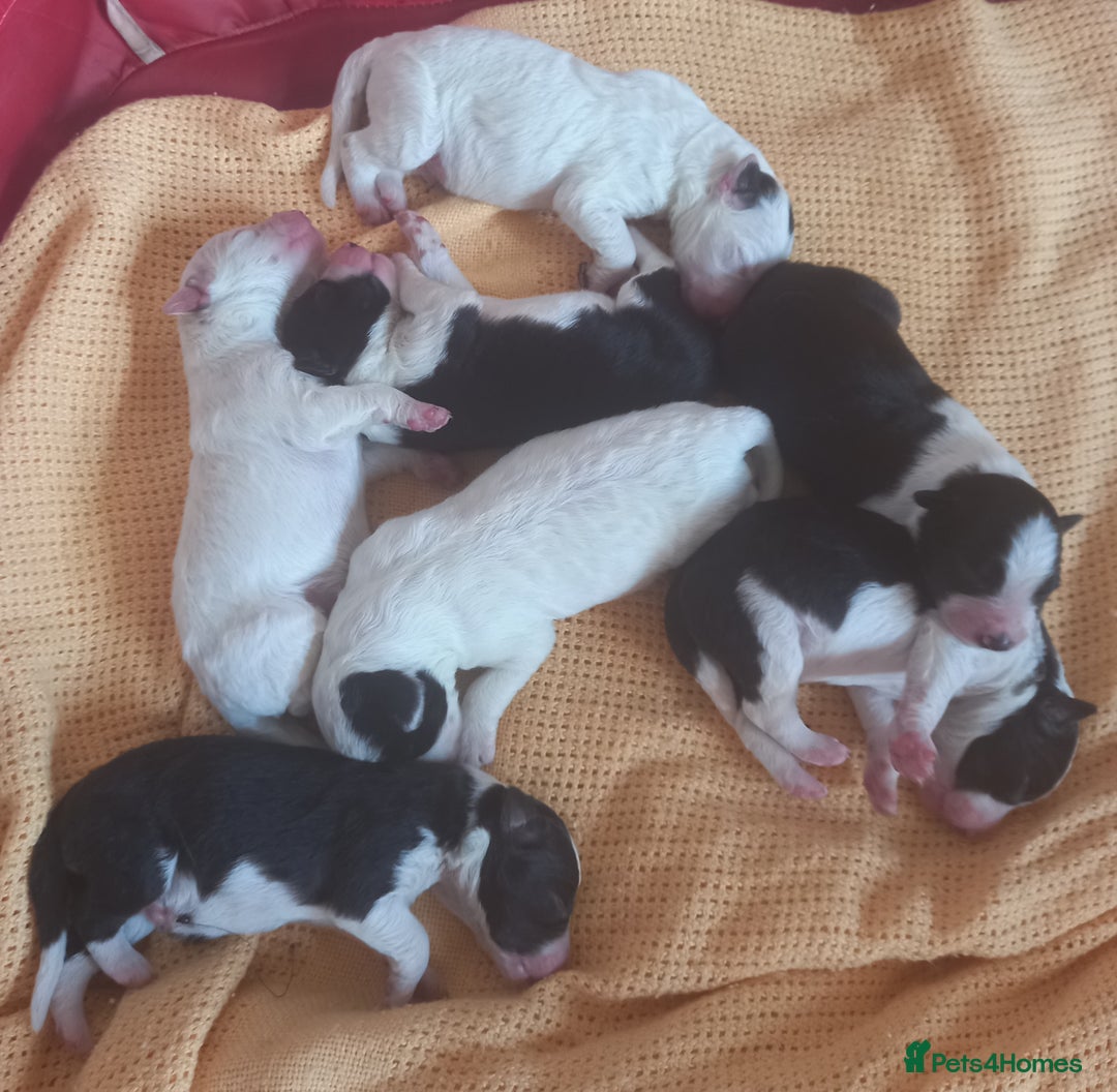 Border Collie dogs for sale: Border Collies for sale - Image 1